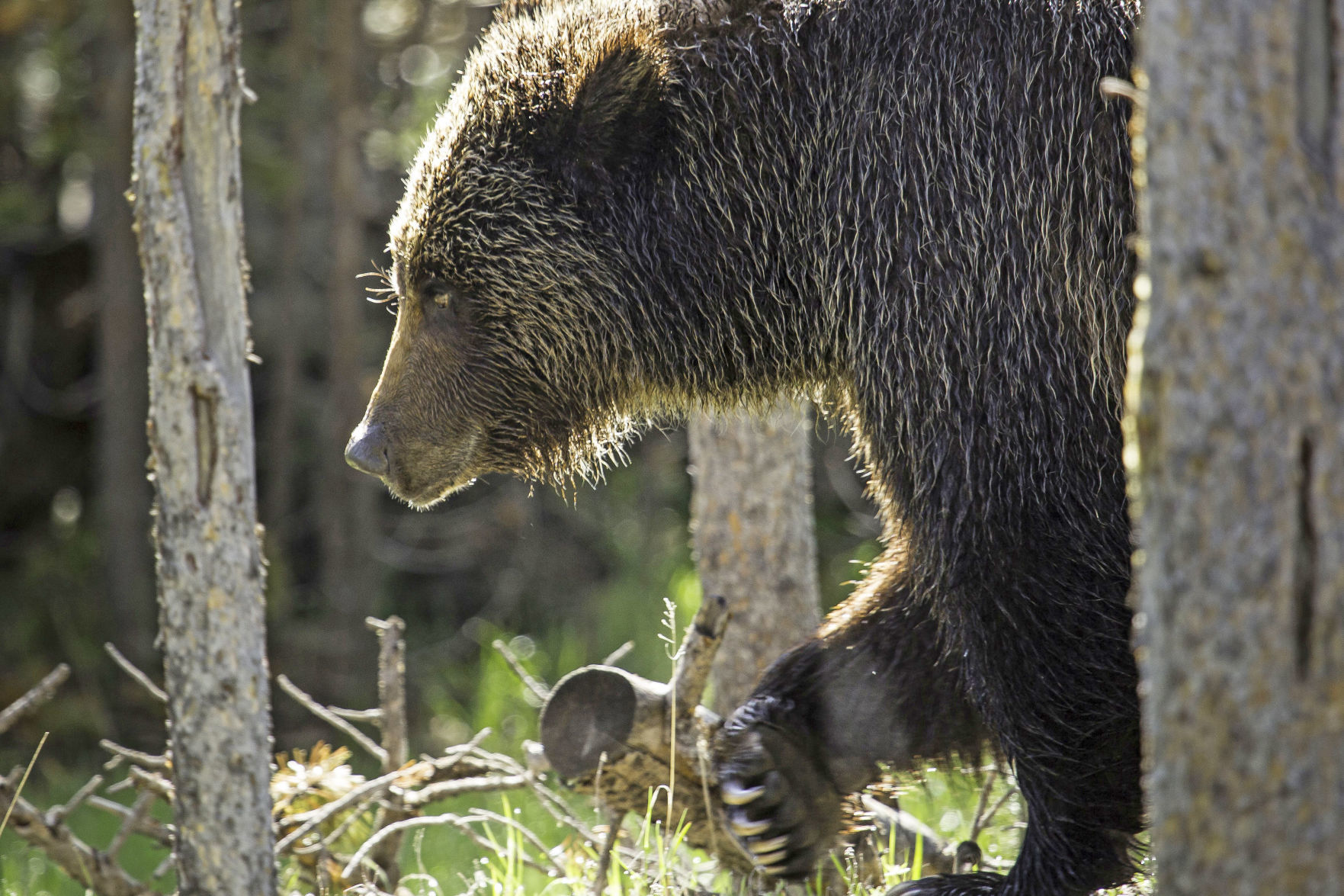 Grizzly